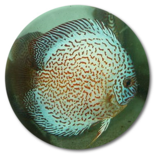Super Blue Spider Discus Fish - 2 inch